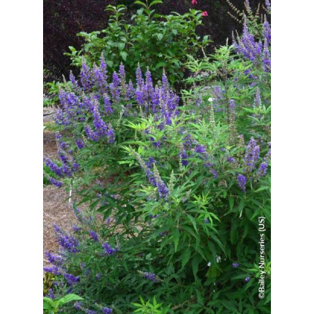 VITEX agnus-castus BLUE DELTA BLUES