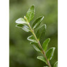 LONICERA nitida GARDEN CLOUDS GREEN BREEZE