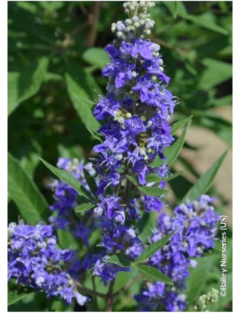 VITEX agnus-castus BLUE PUFFBALL