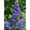 VITEX agnus-castus BLUE PUFFBALL