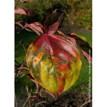 CORNUS VENUS