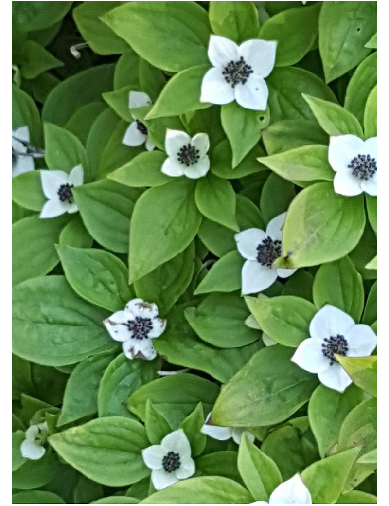 CORNUS canadensis