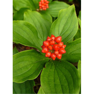 CORNUS canadensis