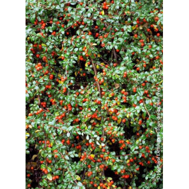 COTONEASTER dammeri SKOGHOLM