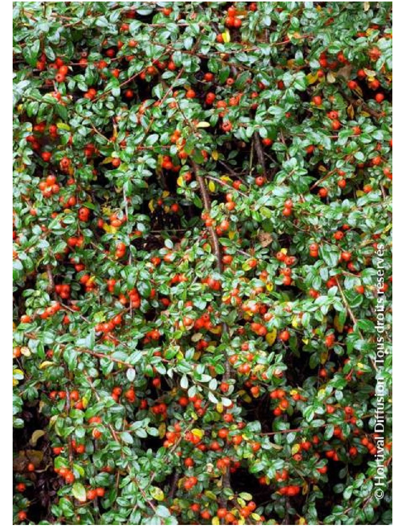 COTONEASTER dammeri SKOGHOLM