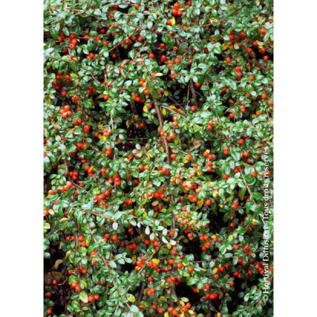 COTONEASTER dammeri SKOGHOLM