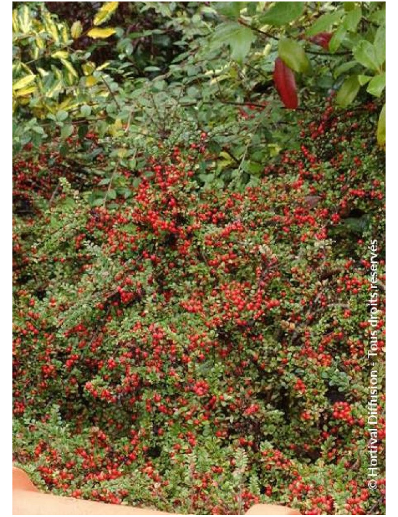 COTONEASTER horizontalis