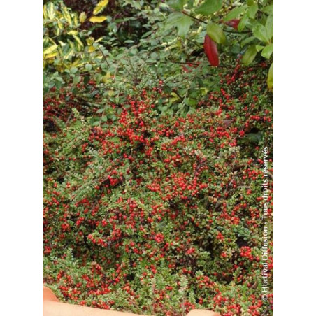 COTONEASTER horizontalis