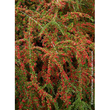 COTONEASTER horizontalis