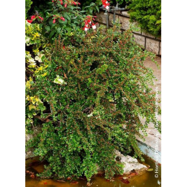 COTONEASTER horizontalis