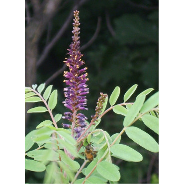 AMORPHA fruticosa