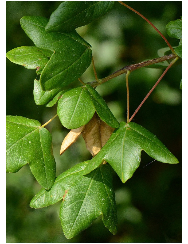 ACER monspessulanum