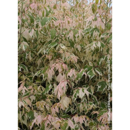 ACER negundo FLAMINGO