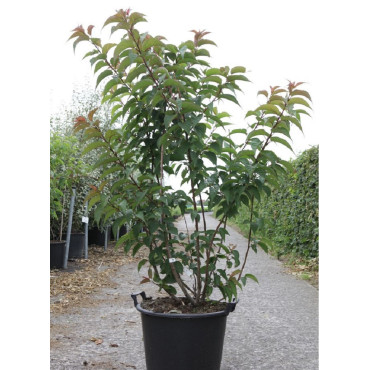 STACHYURUS praecox En pot de 30-35 litres