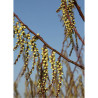 STACHYURUS praecox