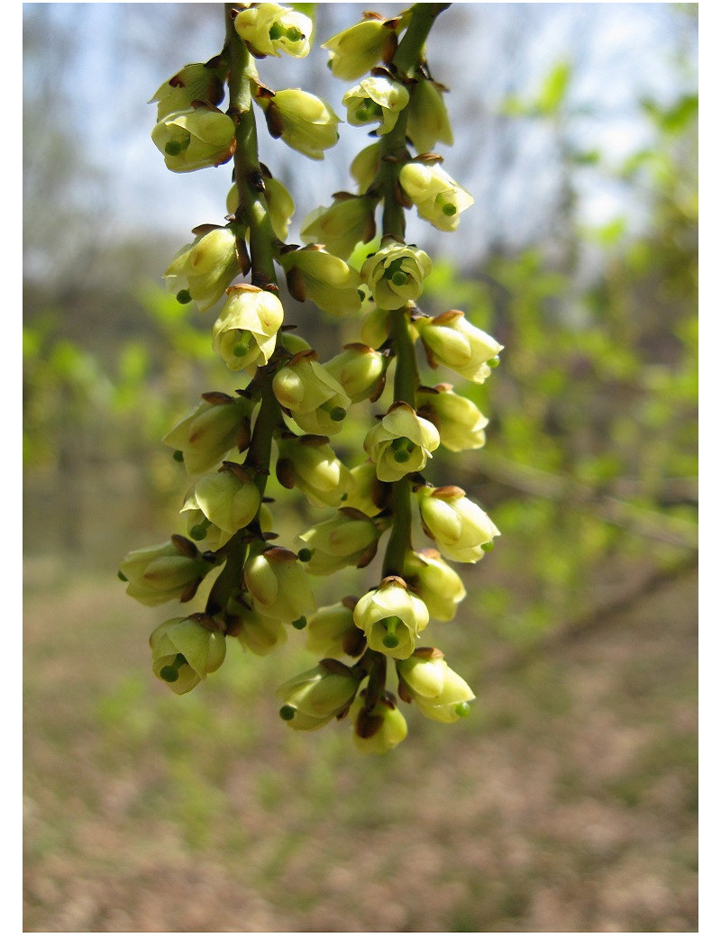 STACHYURUS praecox