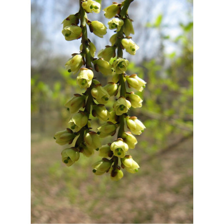 STACHYURUS praecox