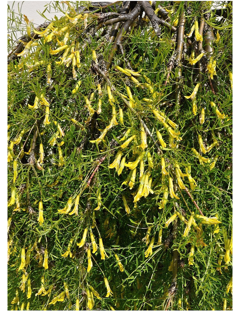 CARAGANA arborescens WALKER