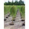 CARAGANA arborescens WALKER En pot de 15-20 litres forme tige hauteur du tronc 110-130 cm