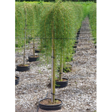 CARAGANA arborescens WALKER En pot de 15-20 litres forme tige hauteur du tronc 110-130 cm