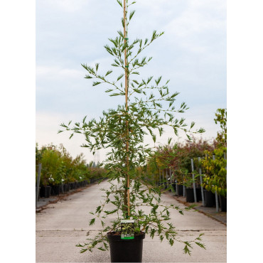 ALNUS glutinosa IMPERIALIS En pot de 10-12 litres forme baliveau