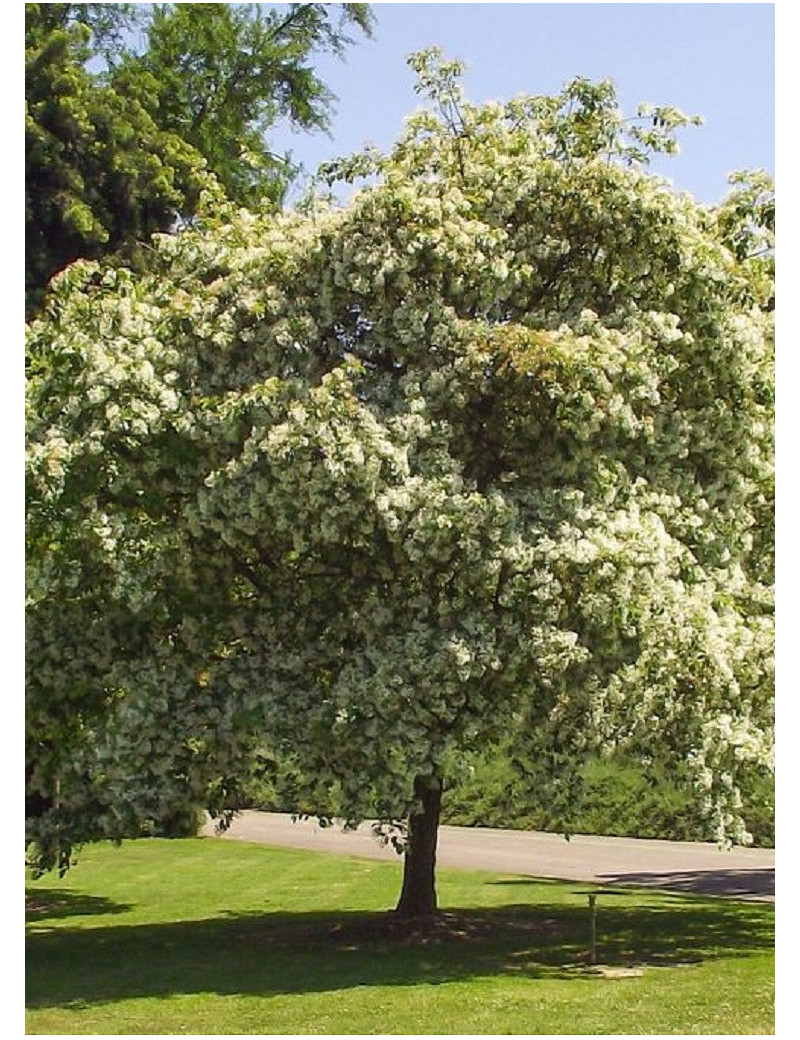 CHIONANTHUS retusus