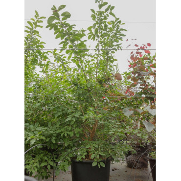 CHIONANTHUS retusus En pot de 50-70 litres