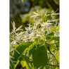 CHIONANTHUS retusus