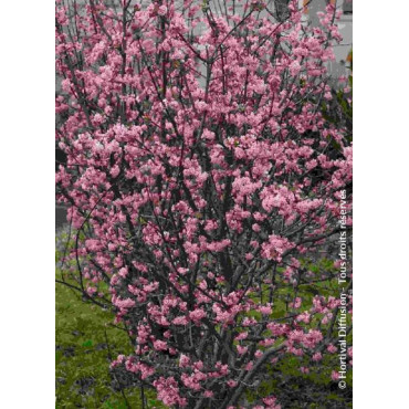 VIBURNUM bodnantense CHARLES LAMONT