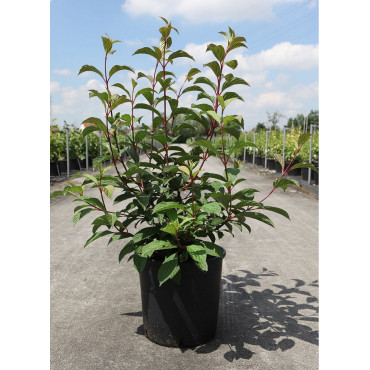 VIBURNUM bodnantense CHARLES LAMONT En pot de 10-12 litres