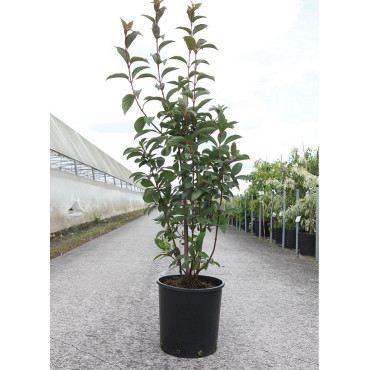 VIBURNUM bodnantense CHARLES LAMONT En pot de 15-20 litres