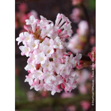 VIBURNUM bodnantense CHARLES LAMONT