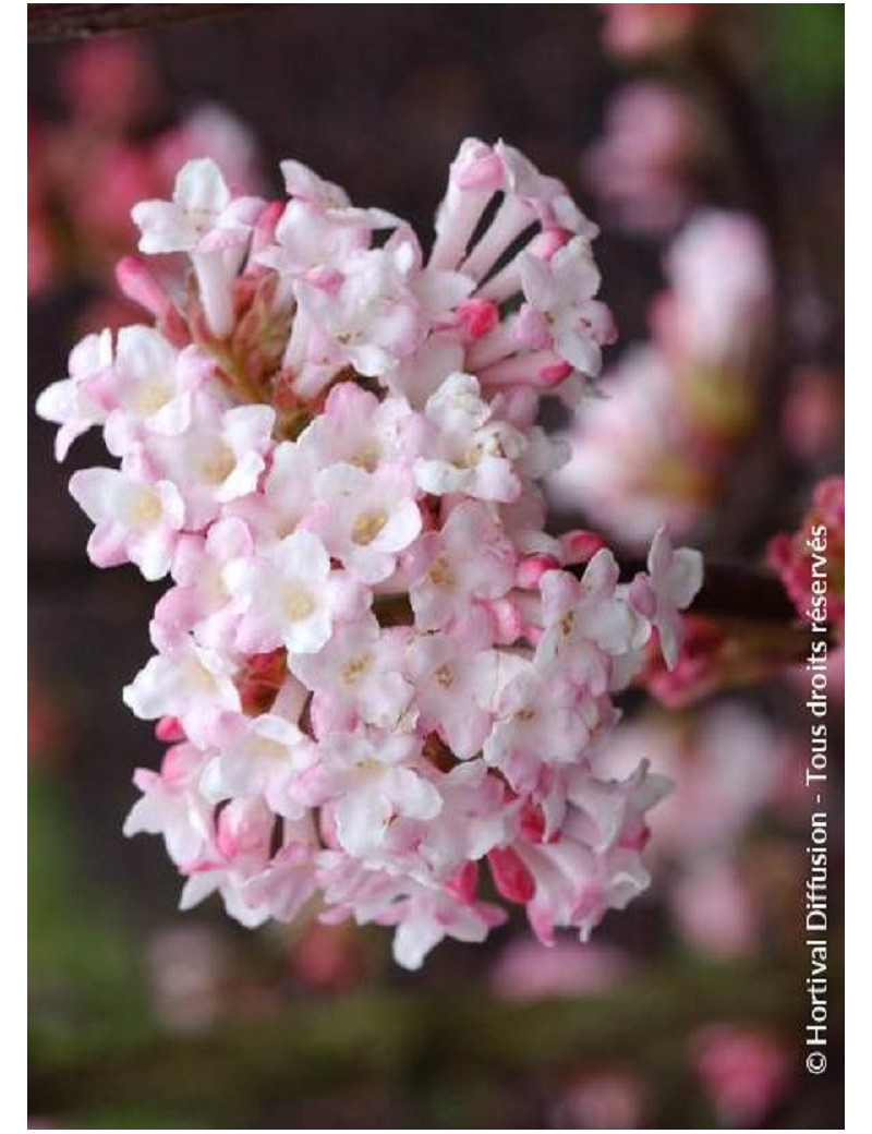 VIBURNUM bodnantense CHARLES LAMONT