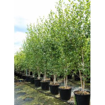 BETULA utilis En pot de 90-110 litres forme cépée