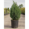 JUNIPERUS chinensis STRICTA En pot de 15-20 litres