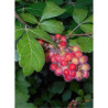 RHUS aromatica GRO-LOW NOBLE