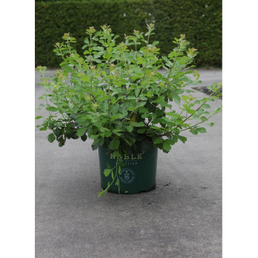 RHUS aromatica GRO-LOW NOBLE En pot de 10-12 litres