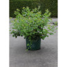 RHUS aromatica GRO-LOW NOBLE En pot de 10-12 litres