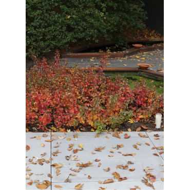 RHUS aromatica GRO-LOW NOBLE