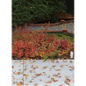 RHUS aromatica GRO-LOW NOBLE