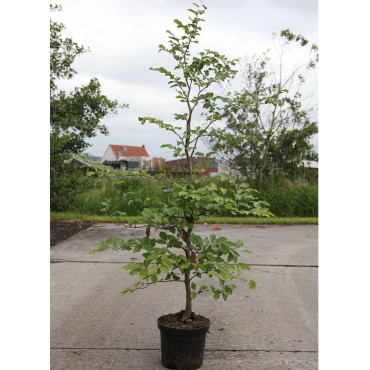 FAGUS sylvatica En pot de 7-10 litres-forme baliveau