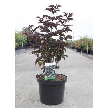 SAMBUCUS nigra BLACK TOWER En pot de 10-12 litres forme buisson