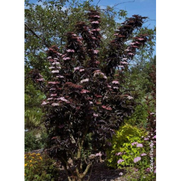 SAMBUCUS nigra BLACK TOWER