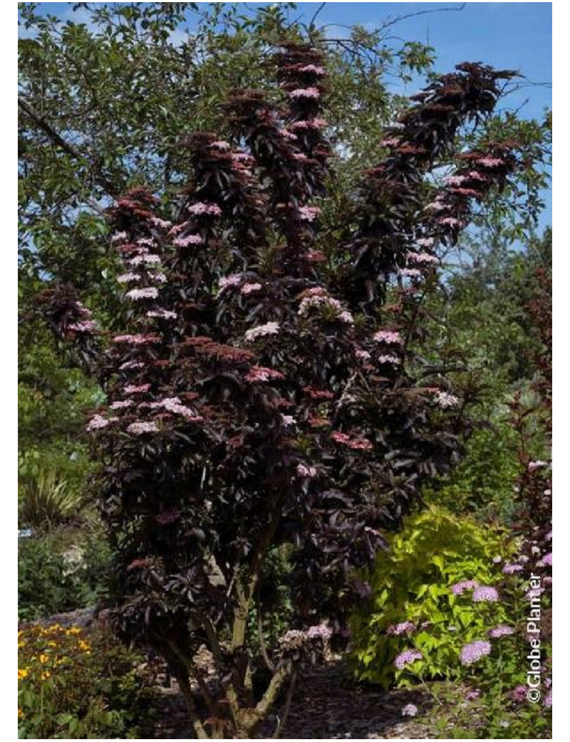 SAMBUCUS nigra BLACK TOWER