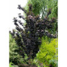 SAMBUCUS nigra BLACK TOWER