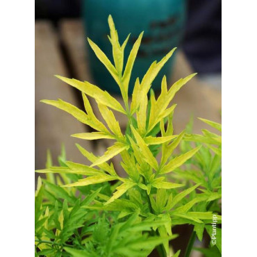 SAMBUCUS nigra GOLDEN TOWER