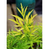 SAMBUCUS nigra GOLDEN TOWER