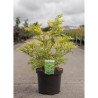 SAMBUCUS nigra GOLDEN TOWER En pot de 10-12 litres forme buisson