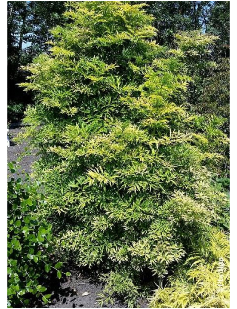 SAMBUCUS nigra GOLDEN TOWER