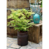 SAMBUCUS nigra GOLDEN TOWER